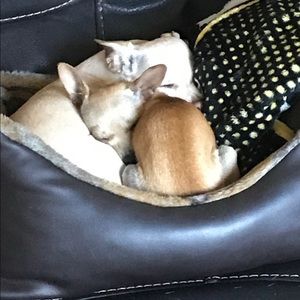 Meet your Posher, Monique